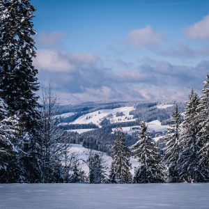 Hauptbild des Beitrags