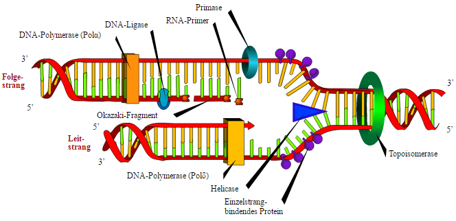 dna.png