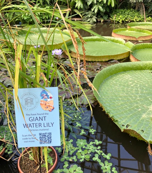 Ein Informationsschild mit einem QR-Code steht vor einem Teich mit Wasserpflanzen